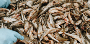The Role of Aquatic Foods in Sustainable Healthy Diets