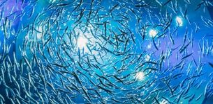 Small pelagic fish supply abundant and affordable micronutrients to low- and middle-income countries