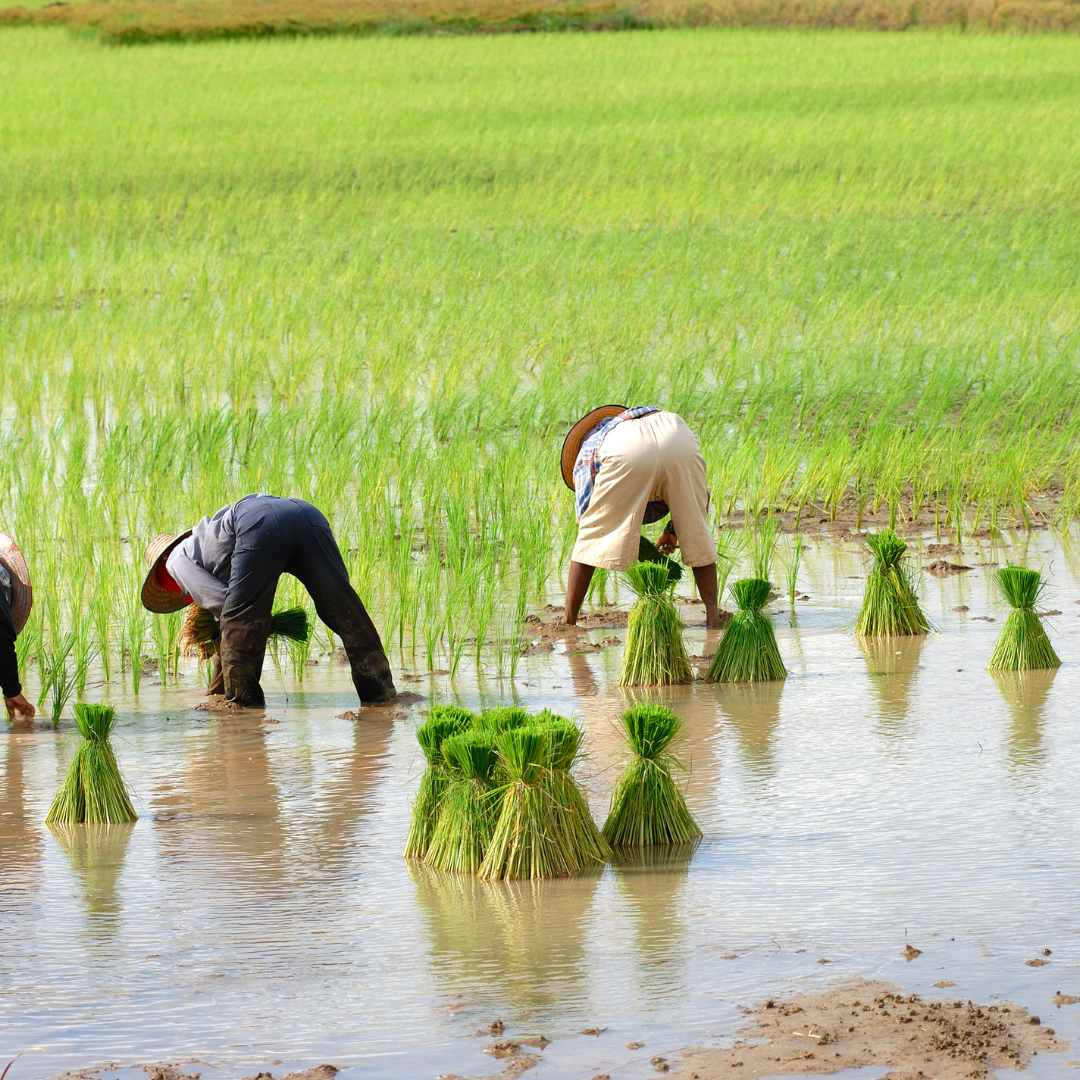 Comparison of Organic and Conventional Food and Food Production Part V: Human Health – Pesticide Residues