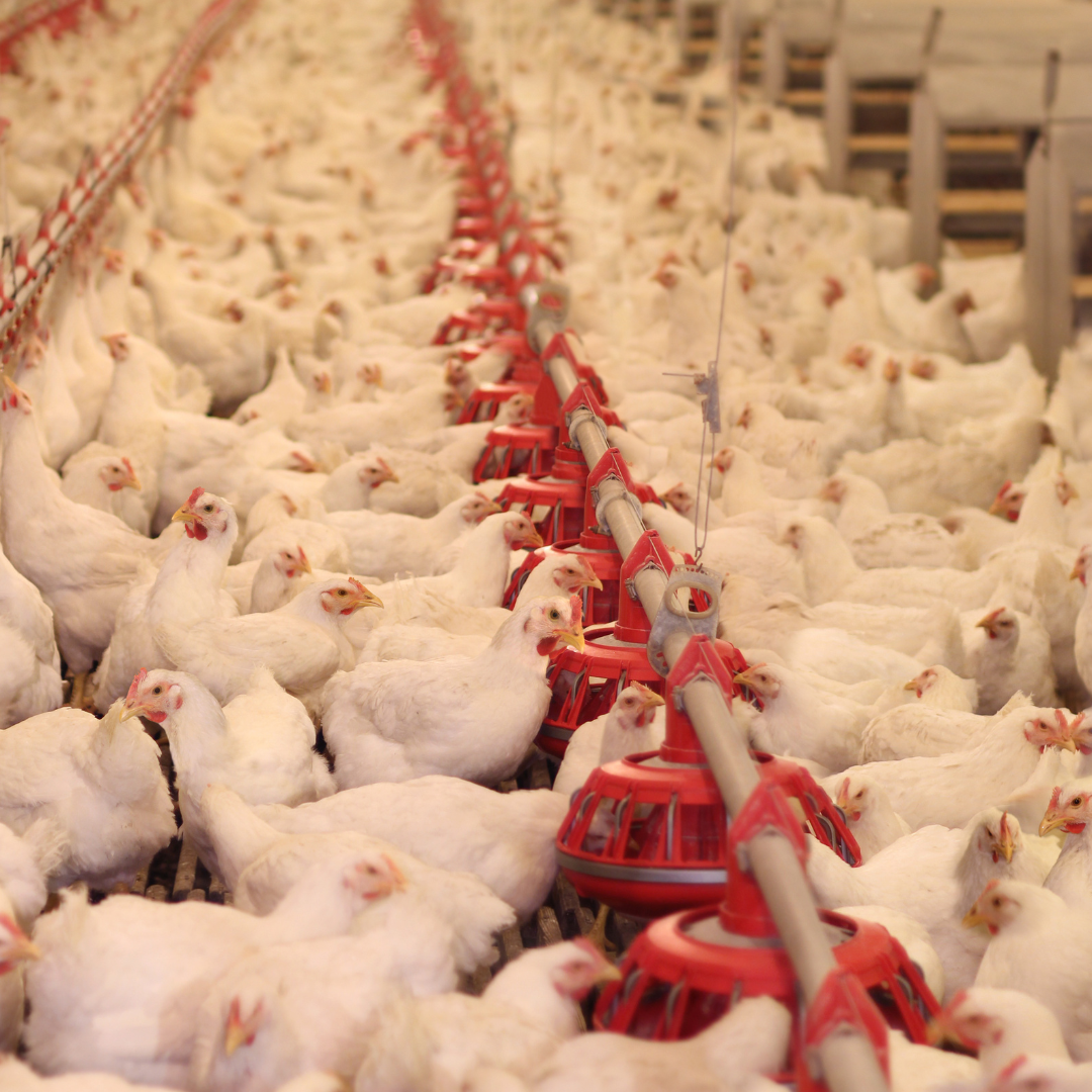 Animal-Sourced Foods in Low- and Middle-Income Countries: Navigating the Trade-Offs Between Healthy Diets and Climate Impact