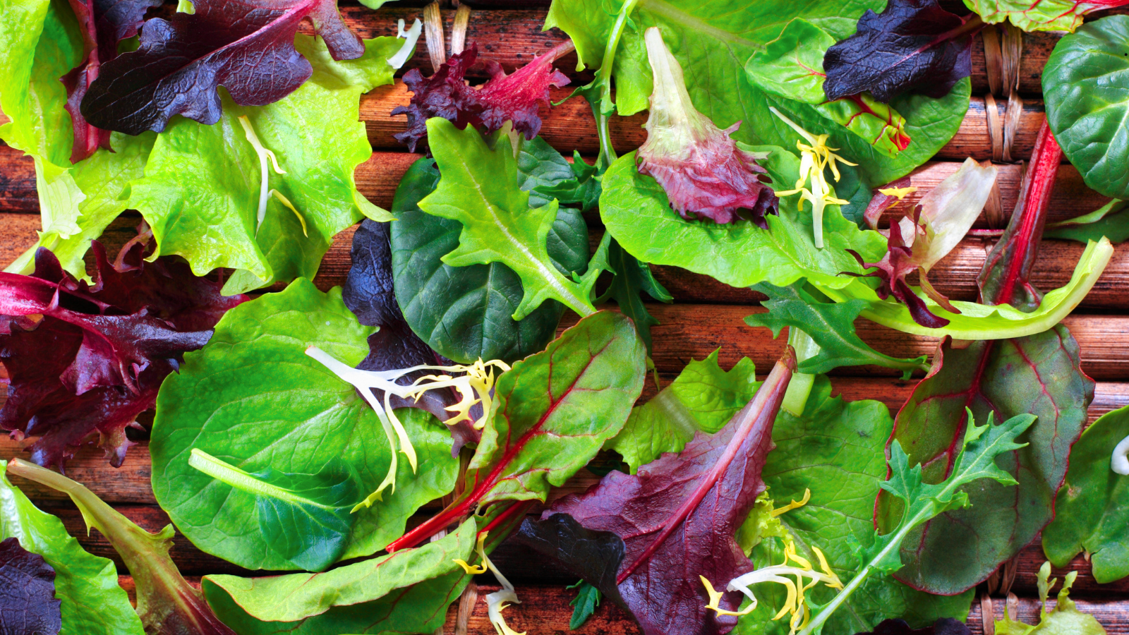 Report of the Nineteenth Regular Session of the Commission on Genetic Resources for Food and Agriculture